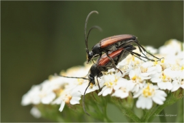 <p>TESAŘÍK ČERNOŠPIČKÝ (Stenurella melanura) –--- /Kleiner Schmalbock/</p>